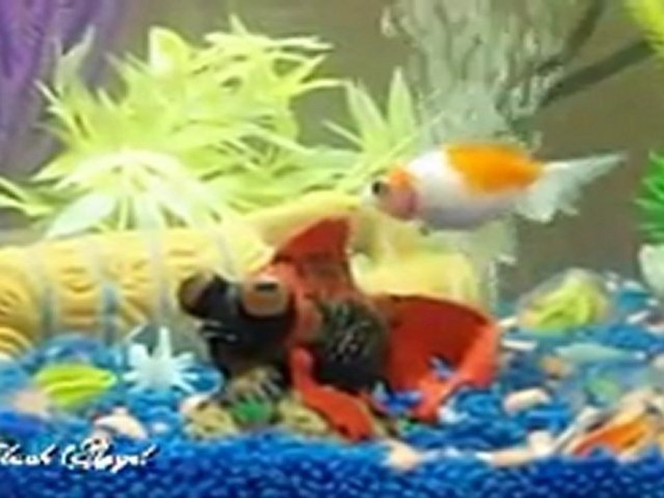 aquarium