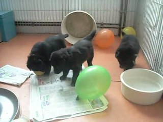 8 février 2012 : Hadale, Houral, Haer, 4 semaines