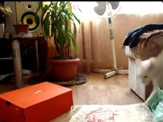 Tırsan Kedi