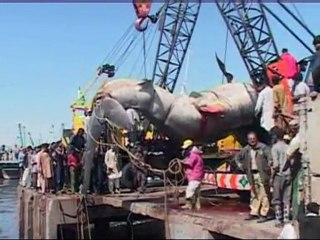 Amazing giant whale shark hauled from the sea