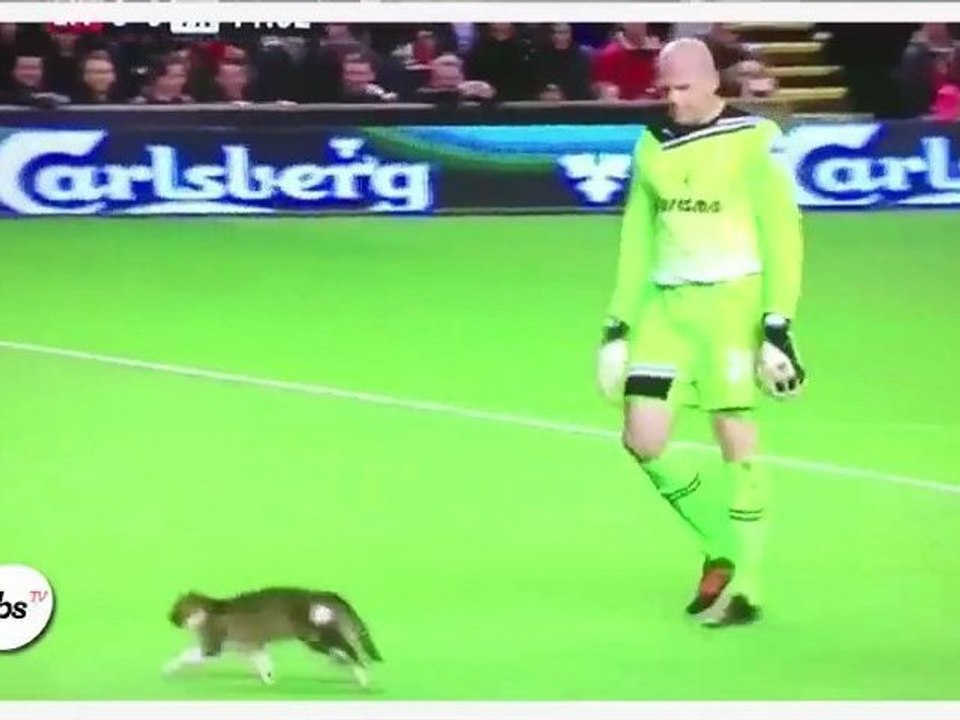 Le match de Liverpool interrompu par un chat