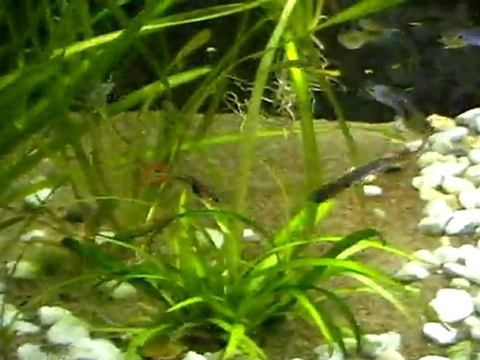 guppys