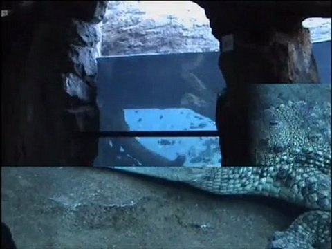 Cocodrilos del Nilo - Bioparc Valencia 2012