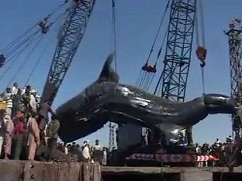 L'un des plus gros requins-baleines au monde remonté au Pakistan
