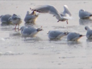 La Saône gelée ce matin, Mâcon(71)