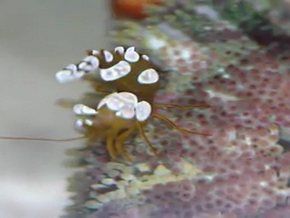 Thor amboinensis