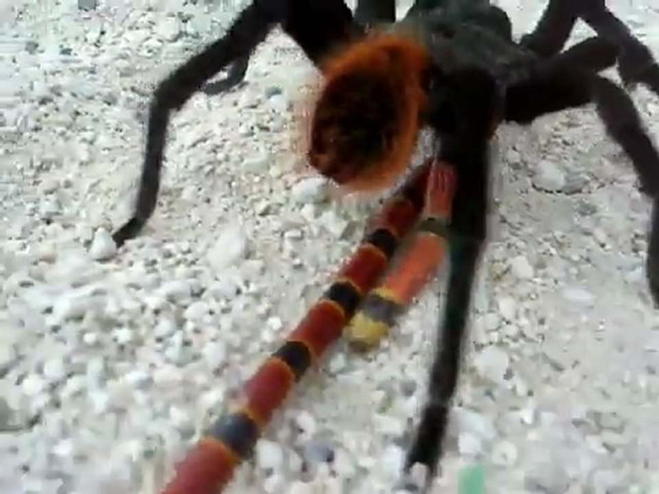 TarantulavsCoralsnakejapanesebugfightsgladiatorbugs