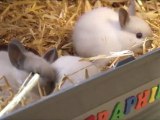 Bêtes d'Yvelines dans un élevage de lapins nains