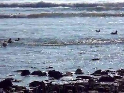 OIES BERNACHES A SAINT VINCENT SUR JARD EN VENDEE