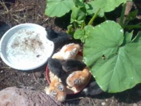 Çankırı Çerkeş Hacılar Köyü