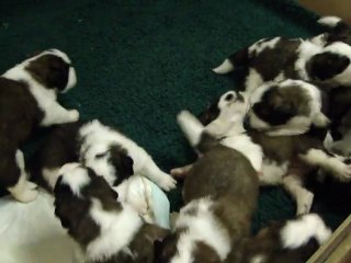 Faustine x Don diego 2012 - tous ensemble 3 semaines