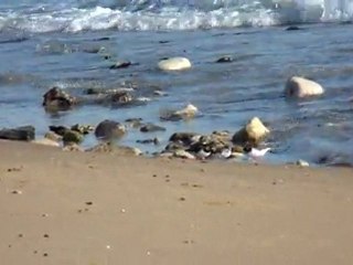 BÉCASSEAUX ET TOURNE-PIERRES SUR UNE PLAGE DE VENDÉE