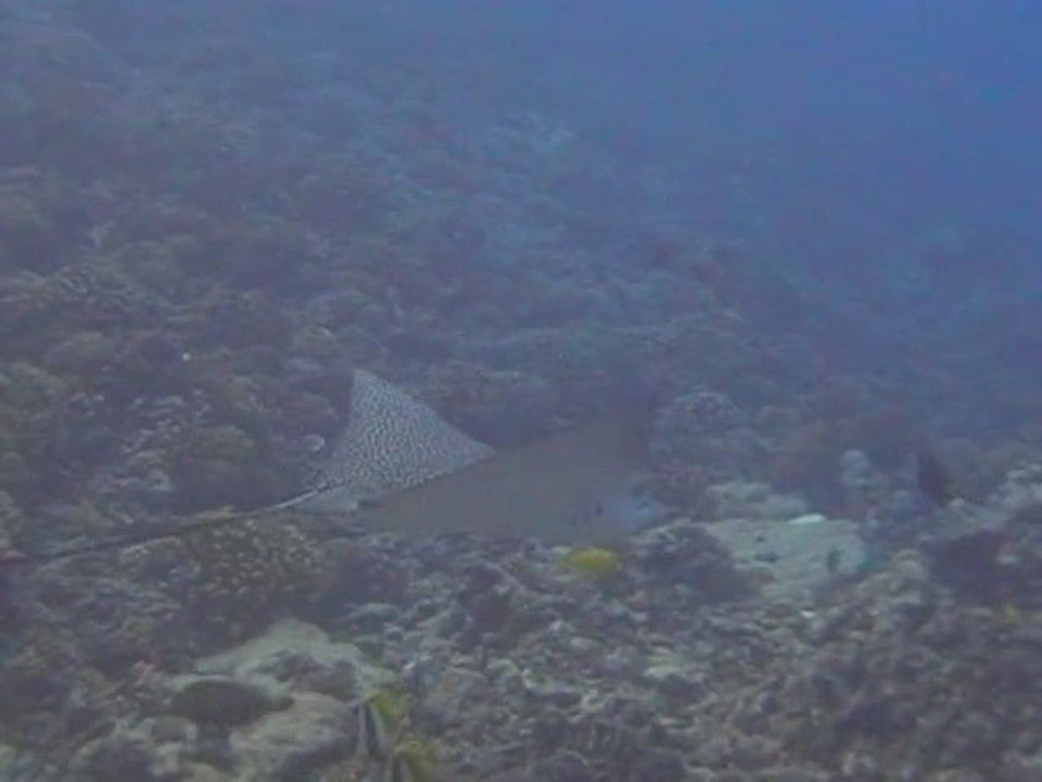 raie lopard ou aigle à Rangiroa