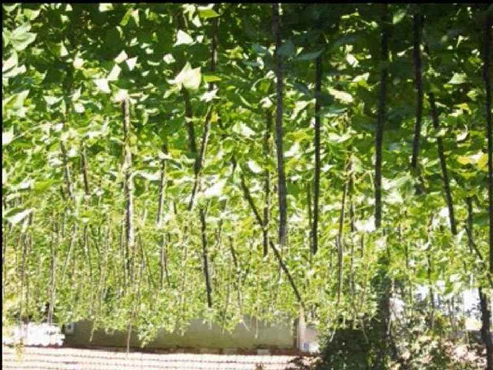 Çankırı Çerkeş Kürüs Köyü