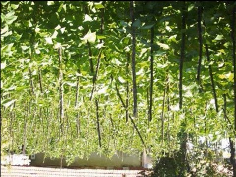 Çankırı Çerkeş Kürüs Köyü