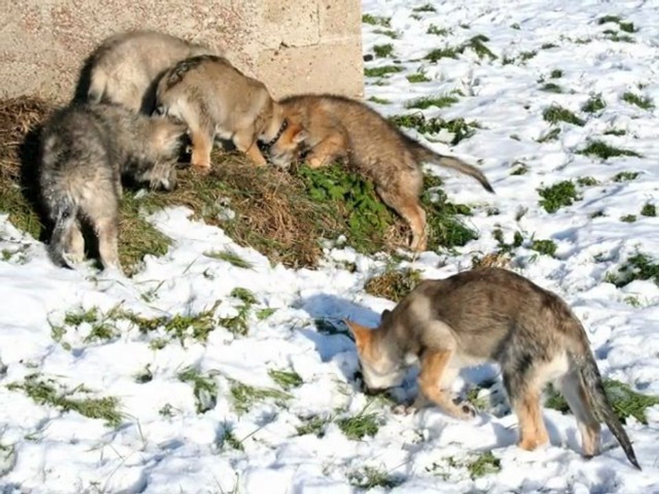 Neige 2012