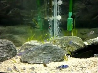 Demasoni