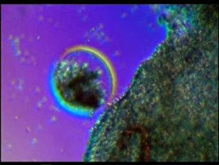 İnsanın Yaratılışı