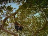 Documental: Selvas tropicales