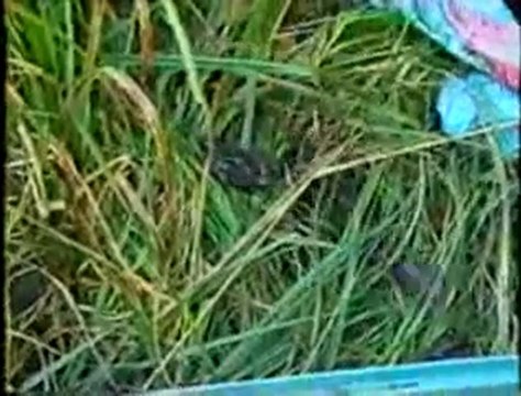 [ALF] - le Front de Libération Animale libère des grenouilles - Animal Liberation front save some frogs