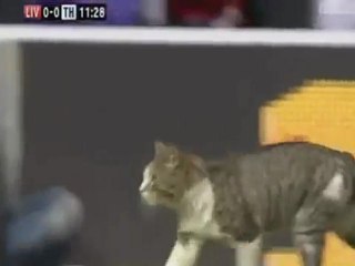 Gato interrumpe juego de fútbol
