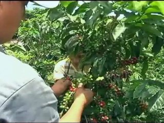 Colombia Coffee La Meseta Thresher P-04