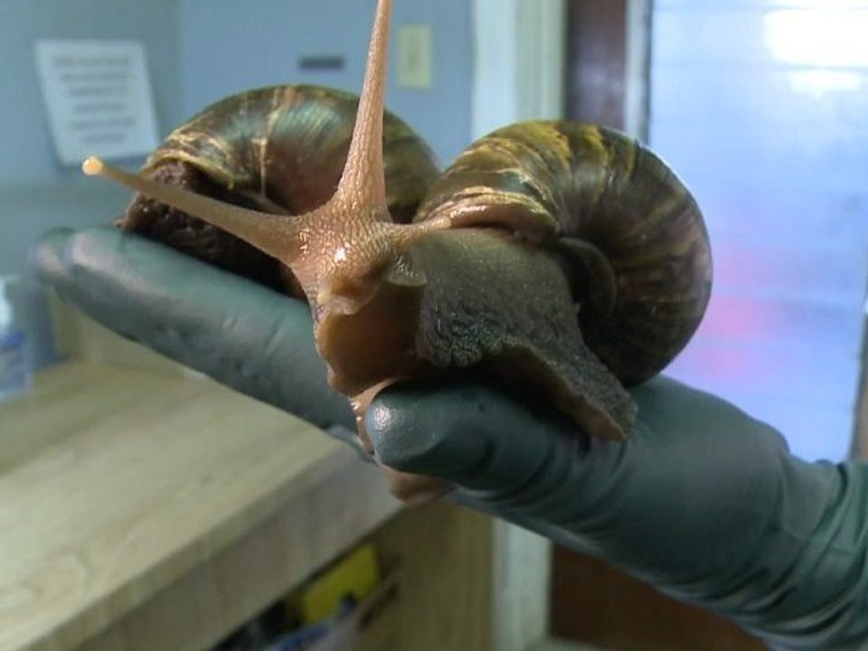 Beurk ! Des escargots géants et gloutons attaquent Miami