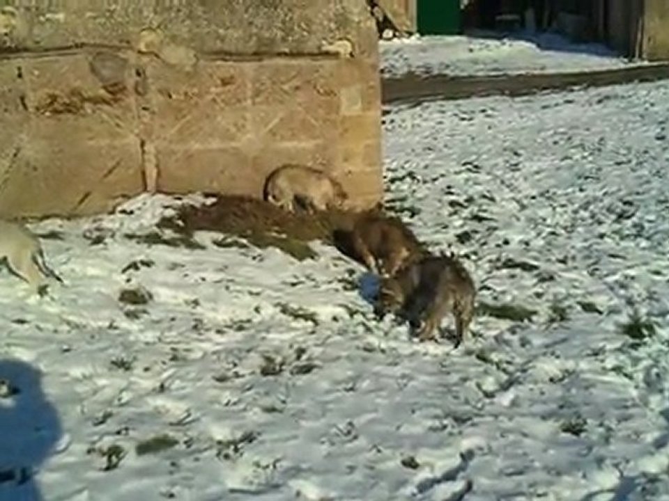 BB Indiana novembre-neige