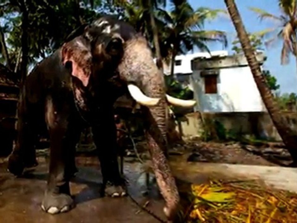 animal_love