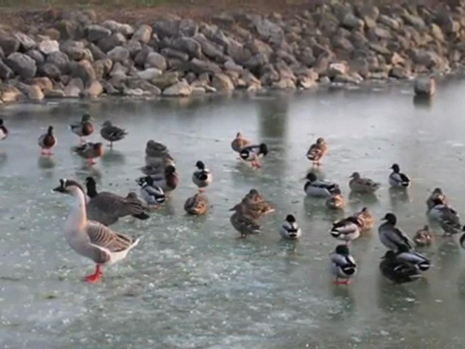 Breuil-le-Sec : les canards ne peuvent plus barboter dans l'étang gelé