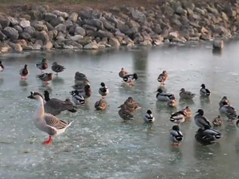 Breuil-le-Sec : les canards ne peuvent plus barboter dans l'étang gelé