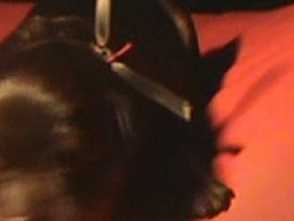 vidéo collier gris Fianna - Ekram - élevage des feux sauvages