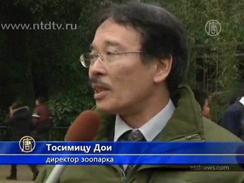 В зоопарке Токио ловили носорога из папье-маше