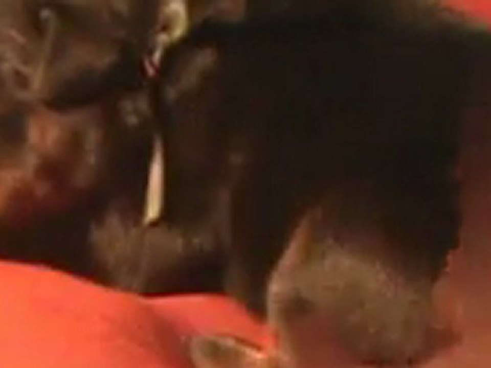 vidéo collier gris Fianna - Ekram - élevage des feux sauvages