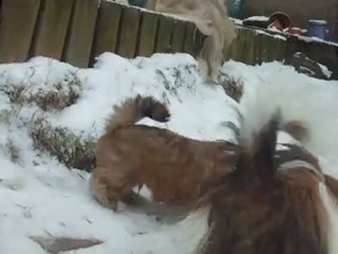 première sortie des bébés lhassas