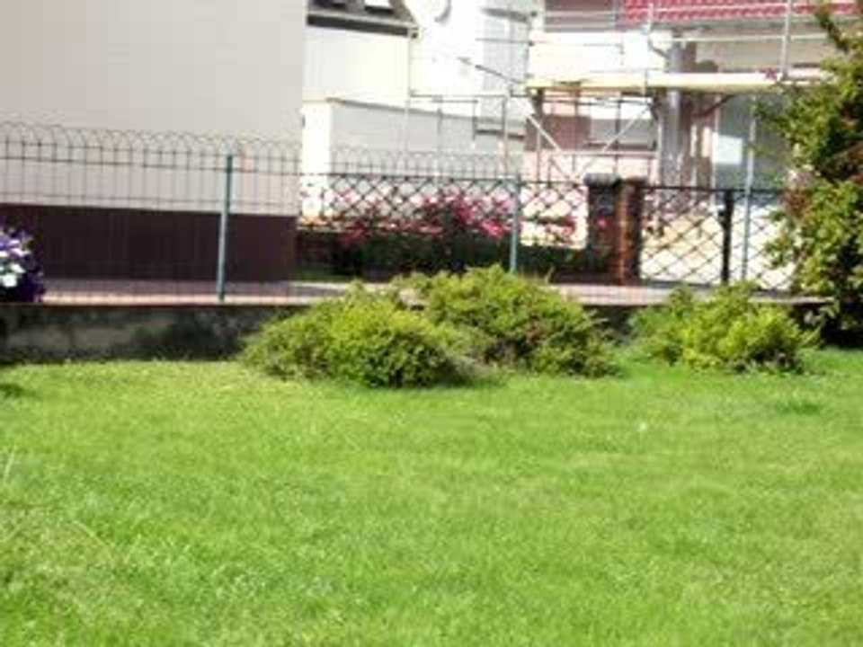 Enrique beim Freilauf Video2