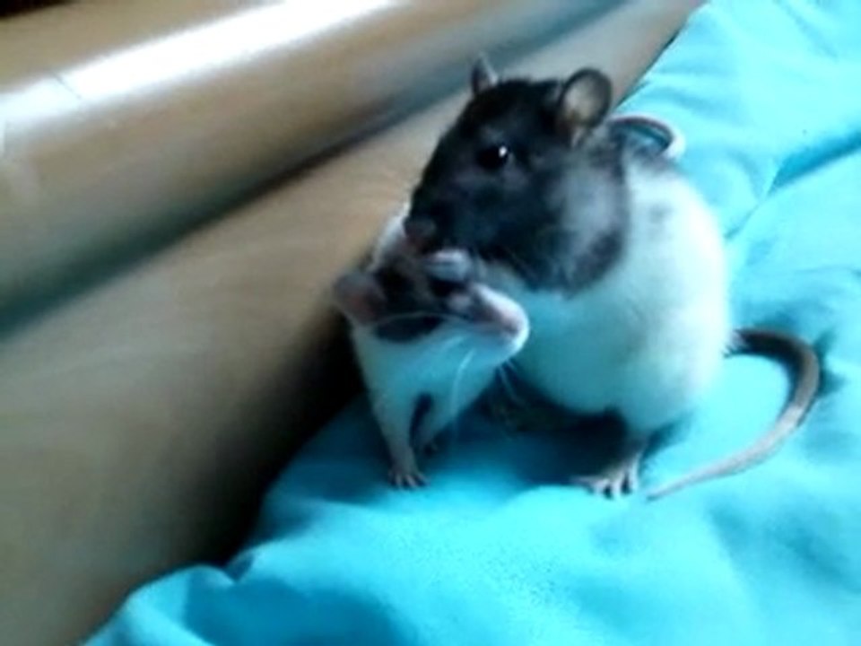 Mes rates première rencontre entre elles