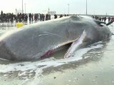 Un cachalot de 13 mètres échoué en Belgique