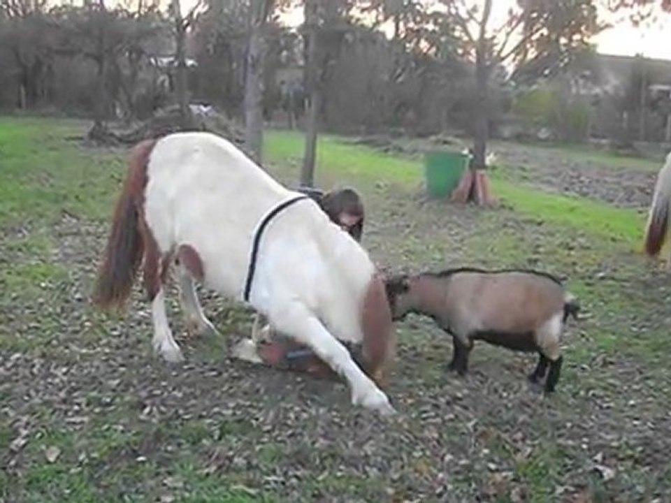 praline début révérence