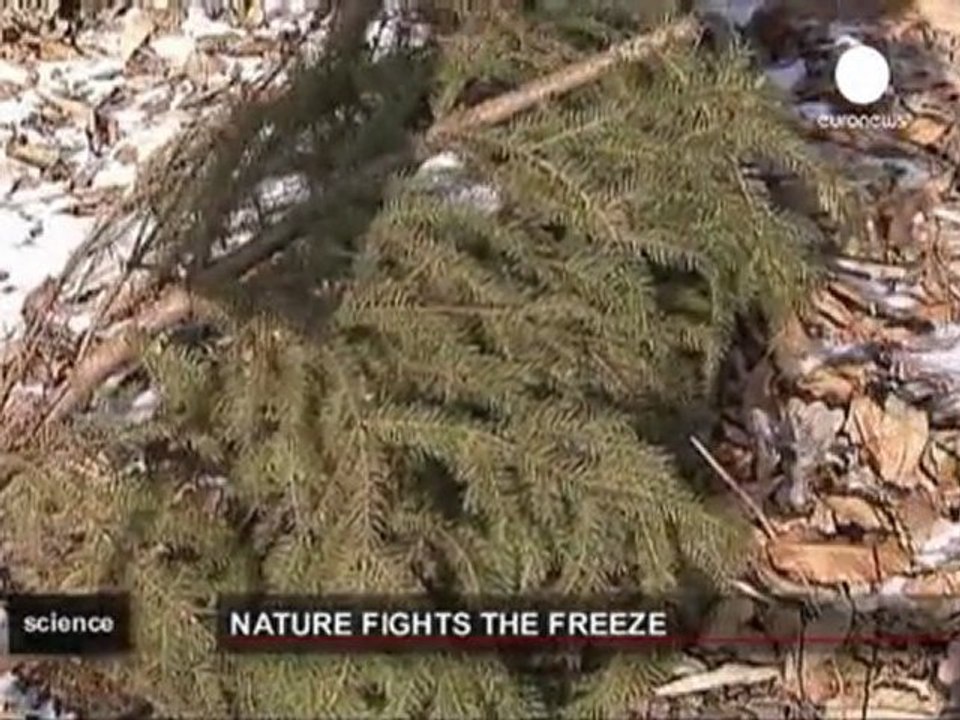 Le piante e il gelo