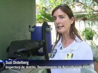 Invasión de caracoles gigantes