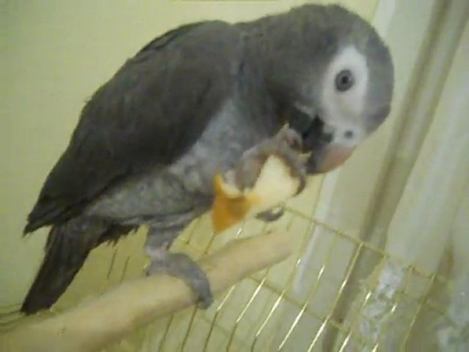 Haydut  meyve  yiyor :)