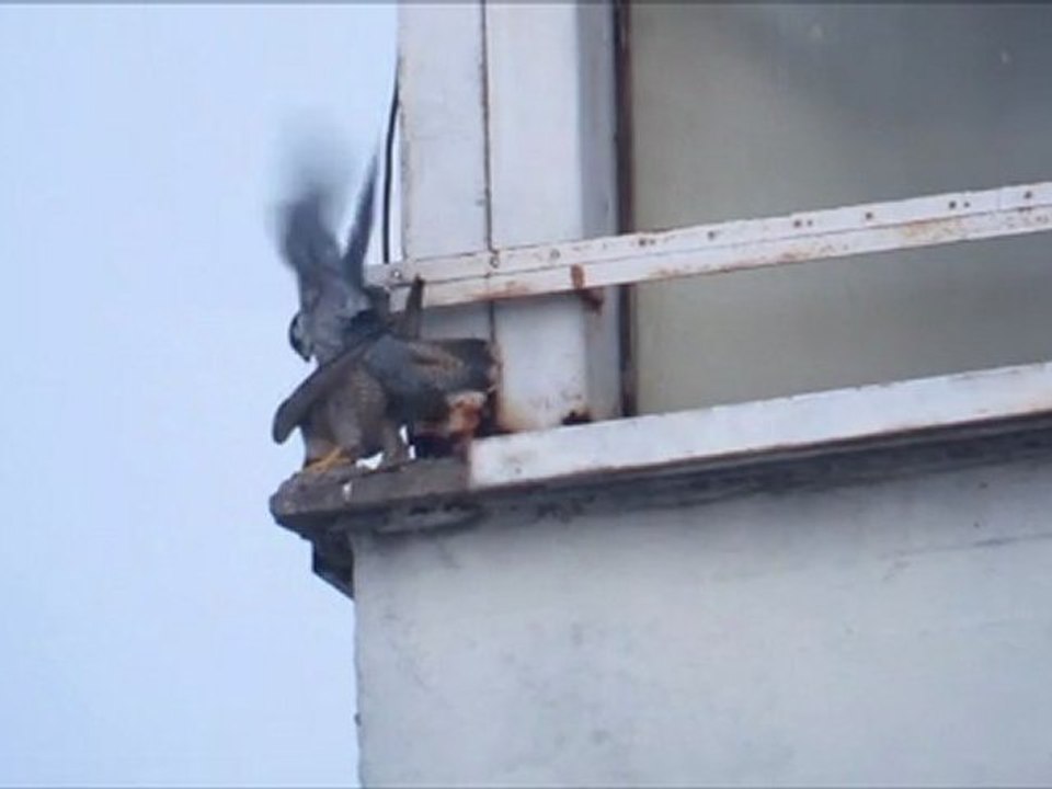 Faucon pèlerin Nancy (54 FR)