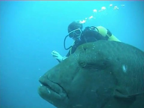 Poisson napoléon aux Maldives