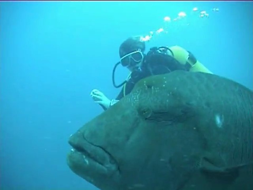 Poisson napoléon aux Maldives