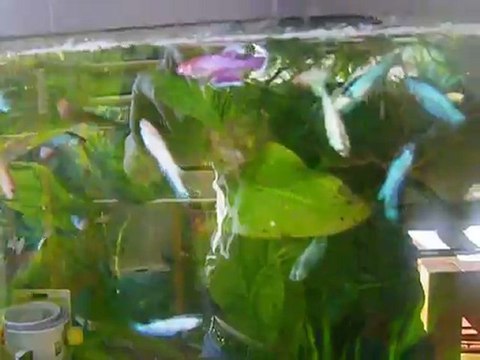 Jeunes plakats de 3 mois (quelques big ears avec des métalliques, des marbrés et quelques dragon)