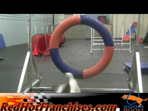Zoom Room Dog Agility Training Center Pet Franchise Information, Dog Reinforcement Training