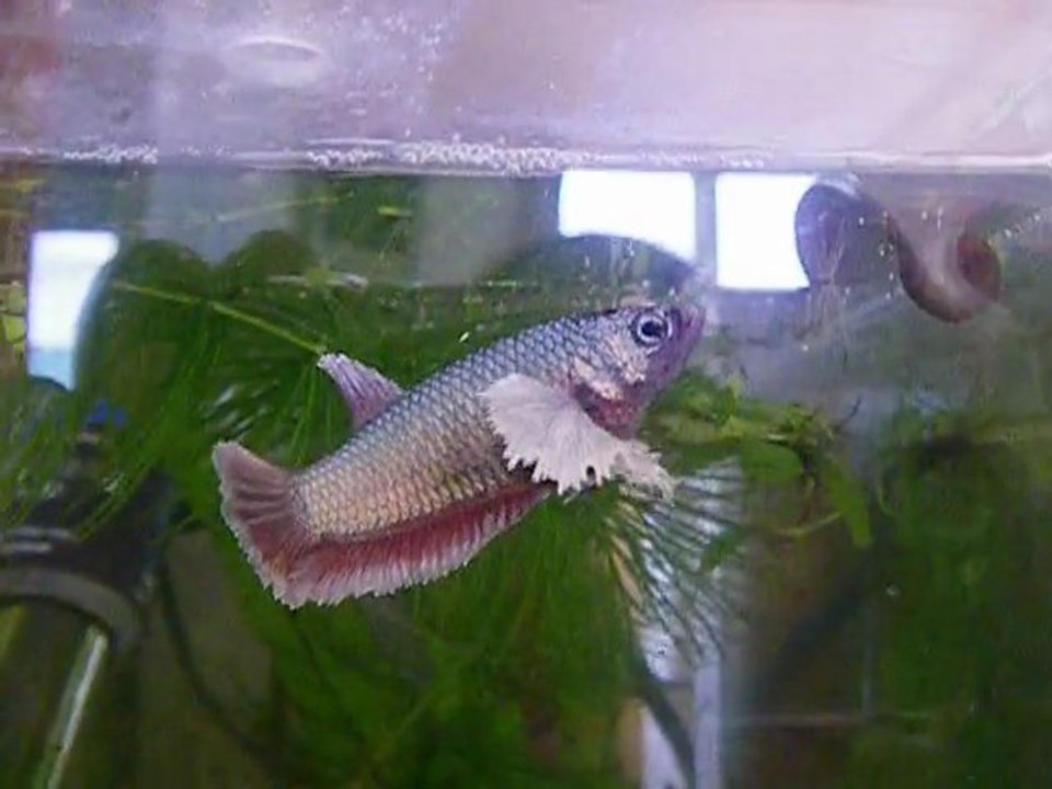 Ma maman des jeunes nés le 27 décembre 2011