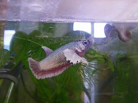 Ma maman des jeunes nés le 27 décembre 2011