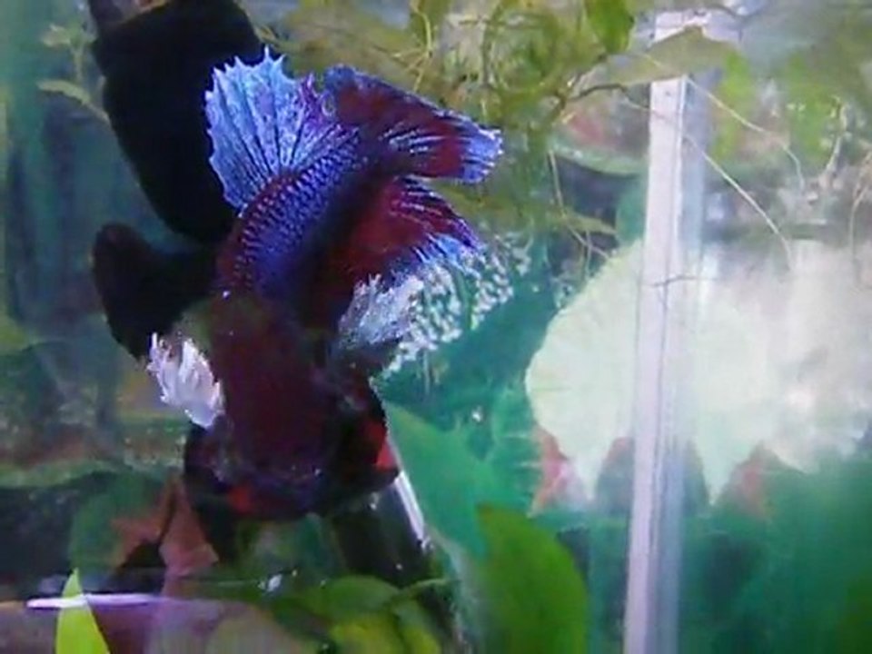 Le papa des petits nés le 27 octobre 2011 et ceux nés le 27 décembre 2011